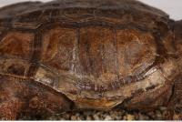 tortoise shell 0003